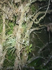 Strix virgata