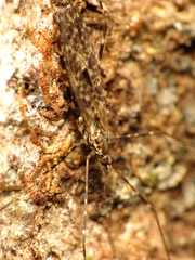 Amphineurus hudsoni