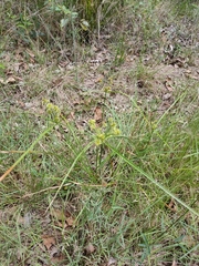Cyperus fulvus