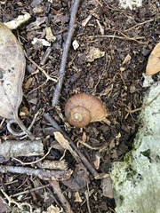 Neocyclotinae