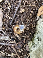 Neocyclotinae