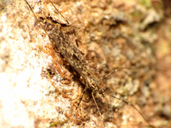 Amphineurus hudsoni