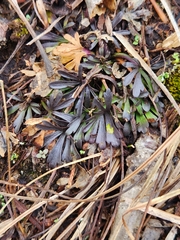 Viola pedata