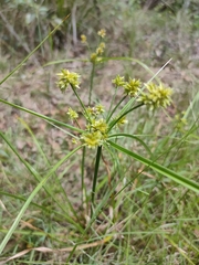 Cyperus fulvus