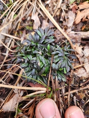 Viola pedata