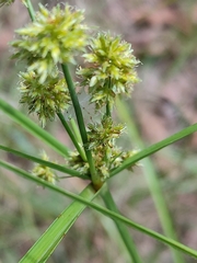 Cyperus fulvus