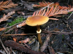 Conocybe filaris