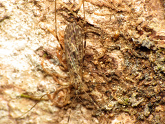Amphineurus hudsoni