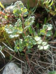 Thalictrum alpinum