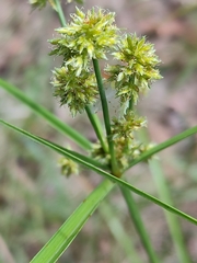 Cyperus fulvus