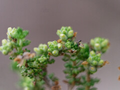 Acantholippia seriphioides