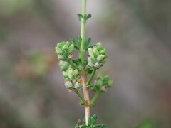 Acantholippia seriphioides