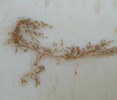 Amathia verticillata