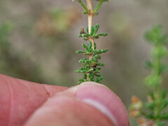 Acantholippia seriphioides