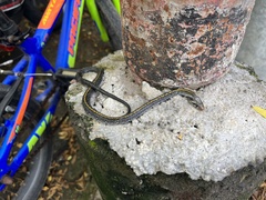 Coelognathus flavolineatus