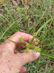 Cyperus fulvus