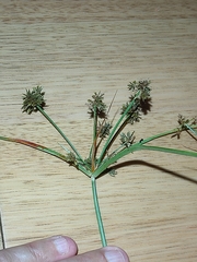 Cyperus fulvus