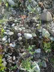 Thalictrum alpinum