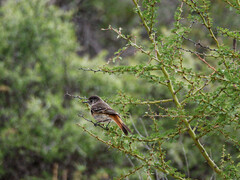Knipolegus hudsoni