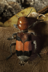 Enoclerus ichneumoneus