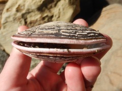 Semele decisa