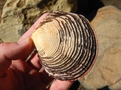 Semele decisa