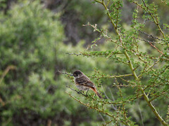 Knipolegus hudsoni