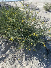 Eulobus crassifolius