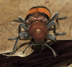 Enoclerus ichneumoneus