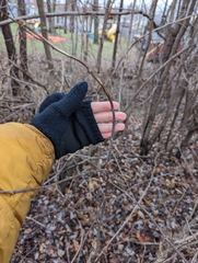 Zanthoxylum americanum