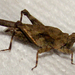Ornate Pygmy Grasshopper - Photo (c) Lee Elliott, some rights reserved (CC BY-NC-SA), uploaded by Lee Elliott