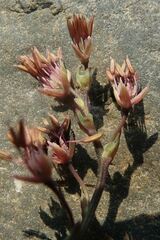 Thalictrum alpinum