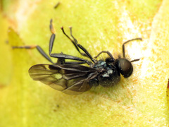 Berisina maculipennis