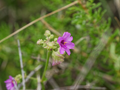 Mirabilis ovata