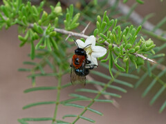 Colletes bicolor