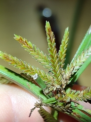 Cyperus fulvus