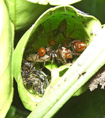 Camponotus urichiCamponotus urichi
