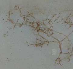 Amathia verticillata