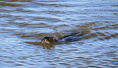 Lontra longicaudis