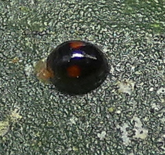 Cryptognatha amabilis