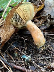 Lactarius rubrilacteus