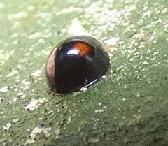 Cryptognatha amabilis