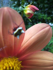 Poecilopachys australasia