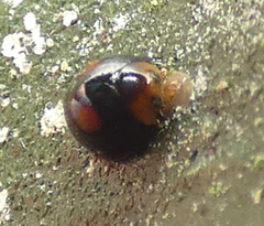 Cryptognatha amabilis