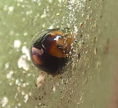 Cryptognatha amabilis