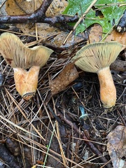Lactarius rubrilacteus