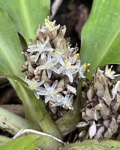 Palisota bracteosa
