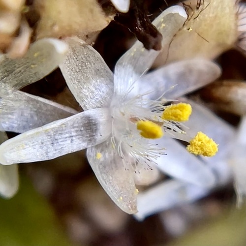Palisota (Palisota bracteosa)