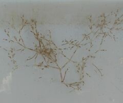 Amathia verticillata