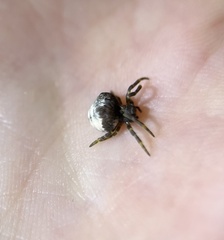 Mastophora cornigera